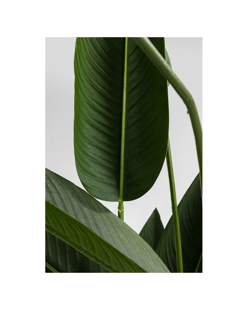 Kare - Deco Plant Paradise Flowers 190cm