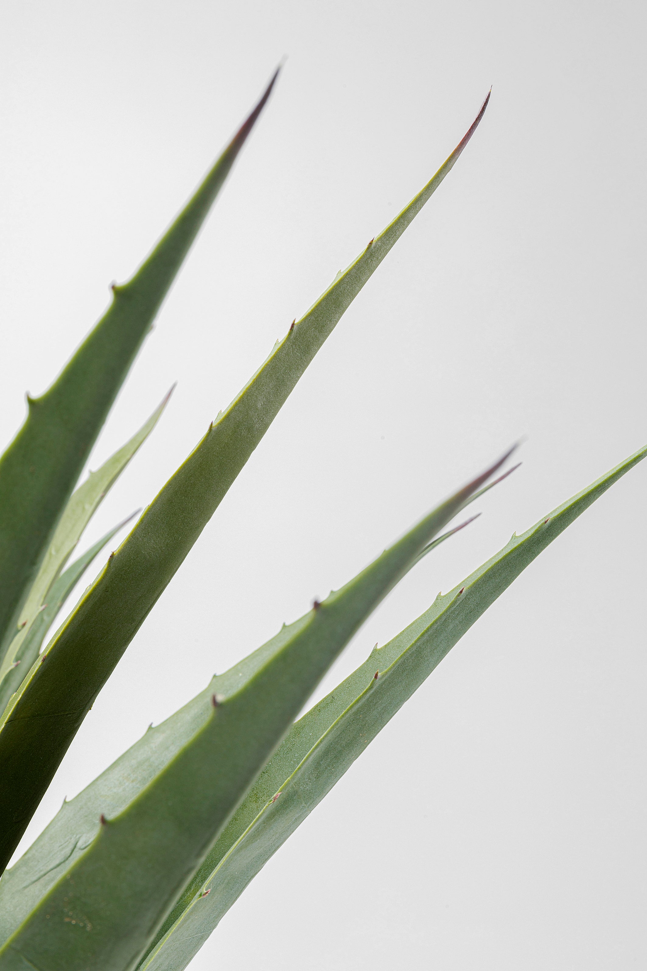 Kare - Deco Plant Agave 85cm