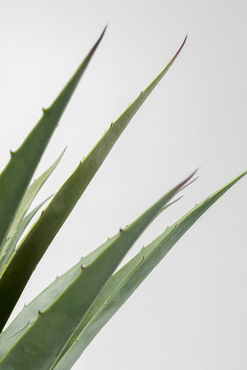 Kare - Deco Plant Agave 85cm
