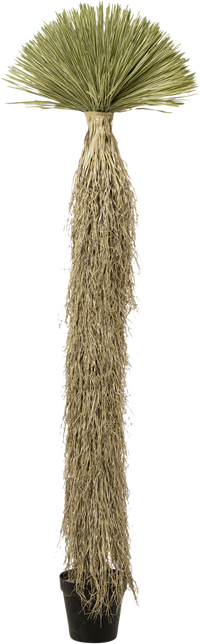 Kare - Deco Plant Yucca Rostrata 240cm