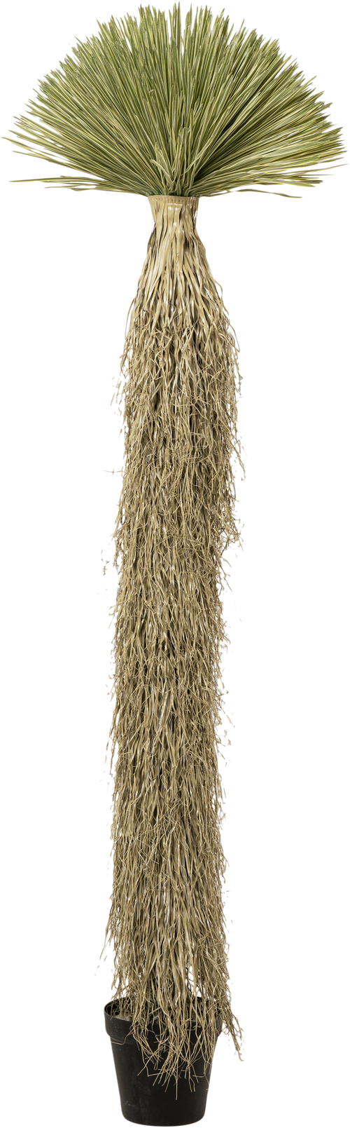 Kare - Deco Plant Yucca Rostrata 240cm