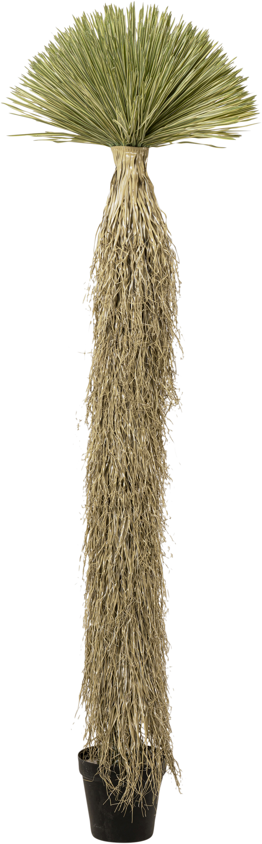 Kare - Deco Plant Yucca Rostrata 240cm