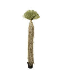 Kare - Deco Plant Yucca Rostrata 240cm