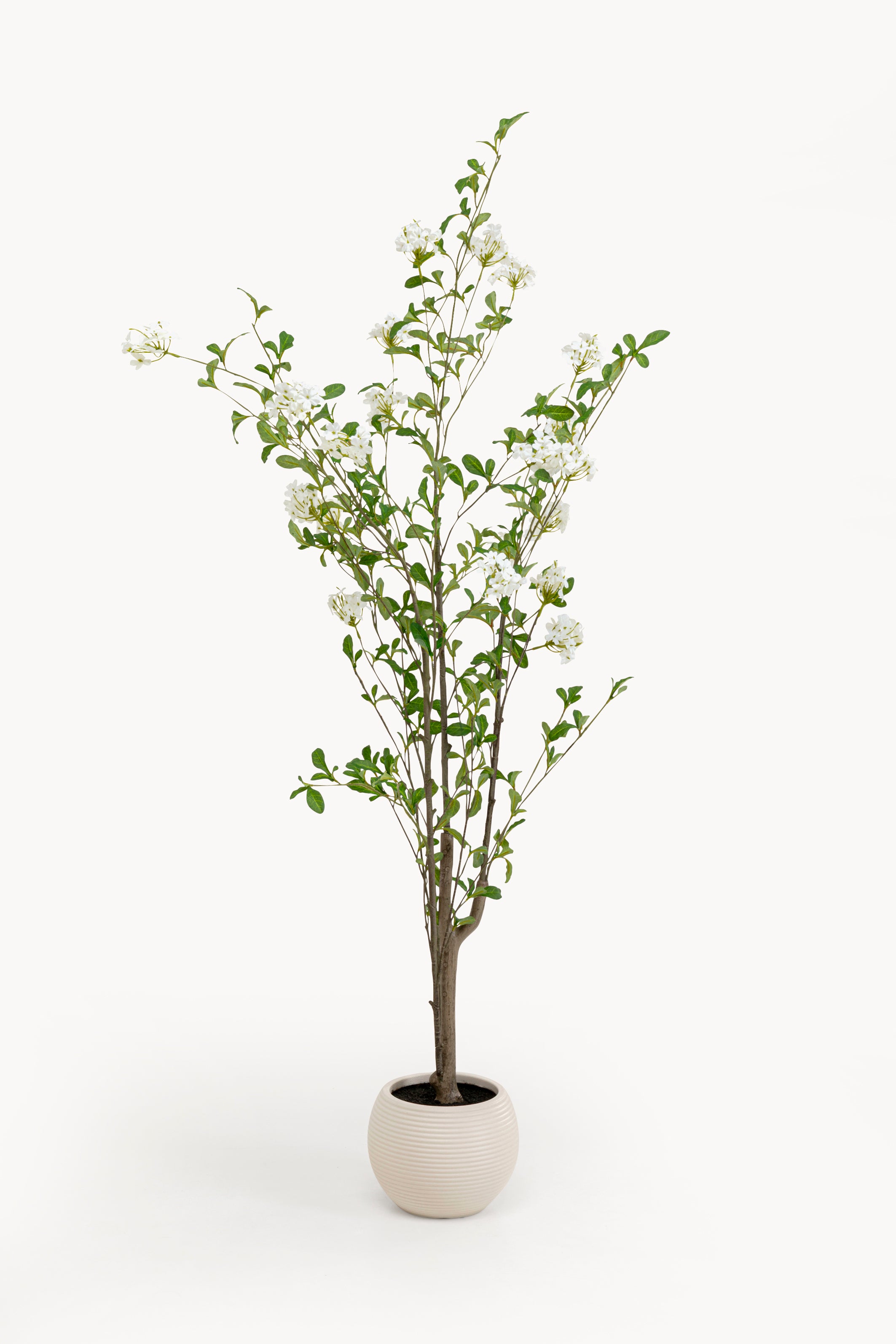Kare - Deco Plant Plumbago Tree 152cm