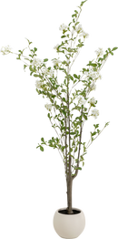 Kare - Deco Plant Plumbago Tree 152cm