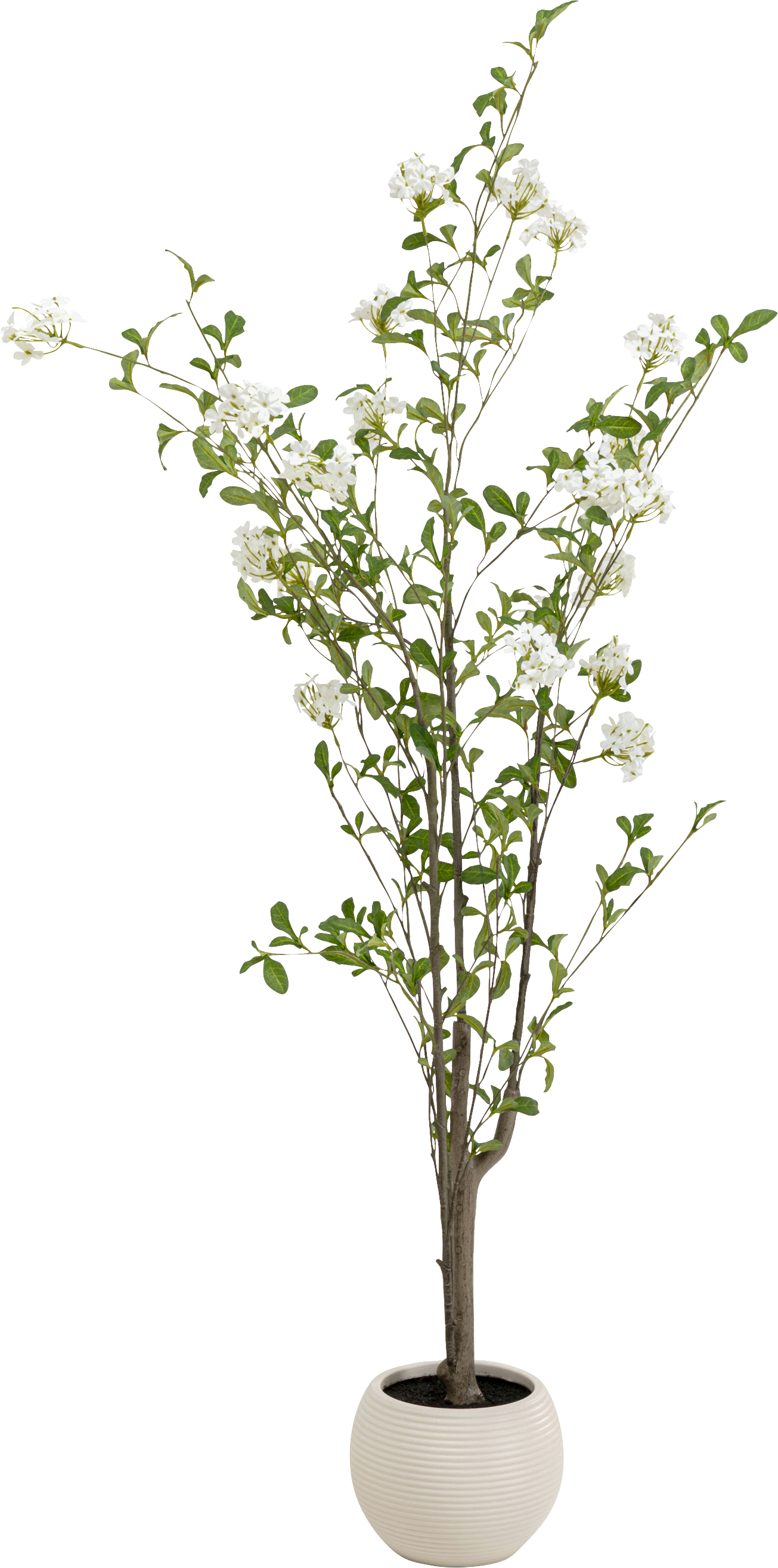 Kare - Deco Plant Plumbago Tree 152cm