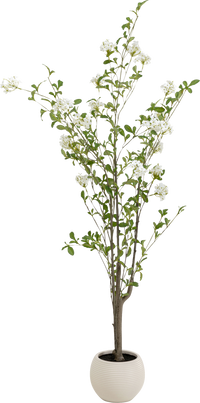 Kare - Deco Plant Plumbago Tree 152cm