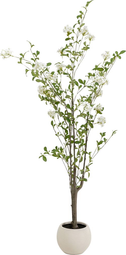 Kare - Deco Plant Plumbago Tree 152cm