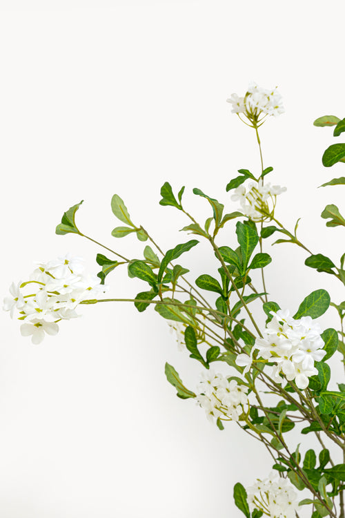 Kare - Deco Plant Plumbago Tree 152cm