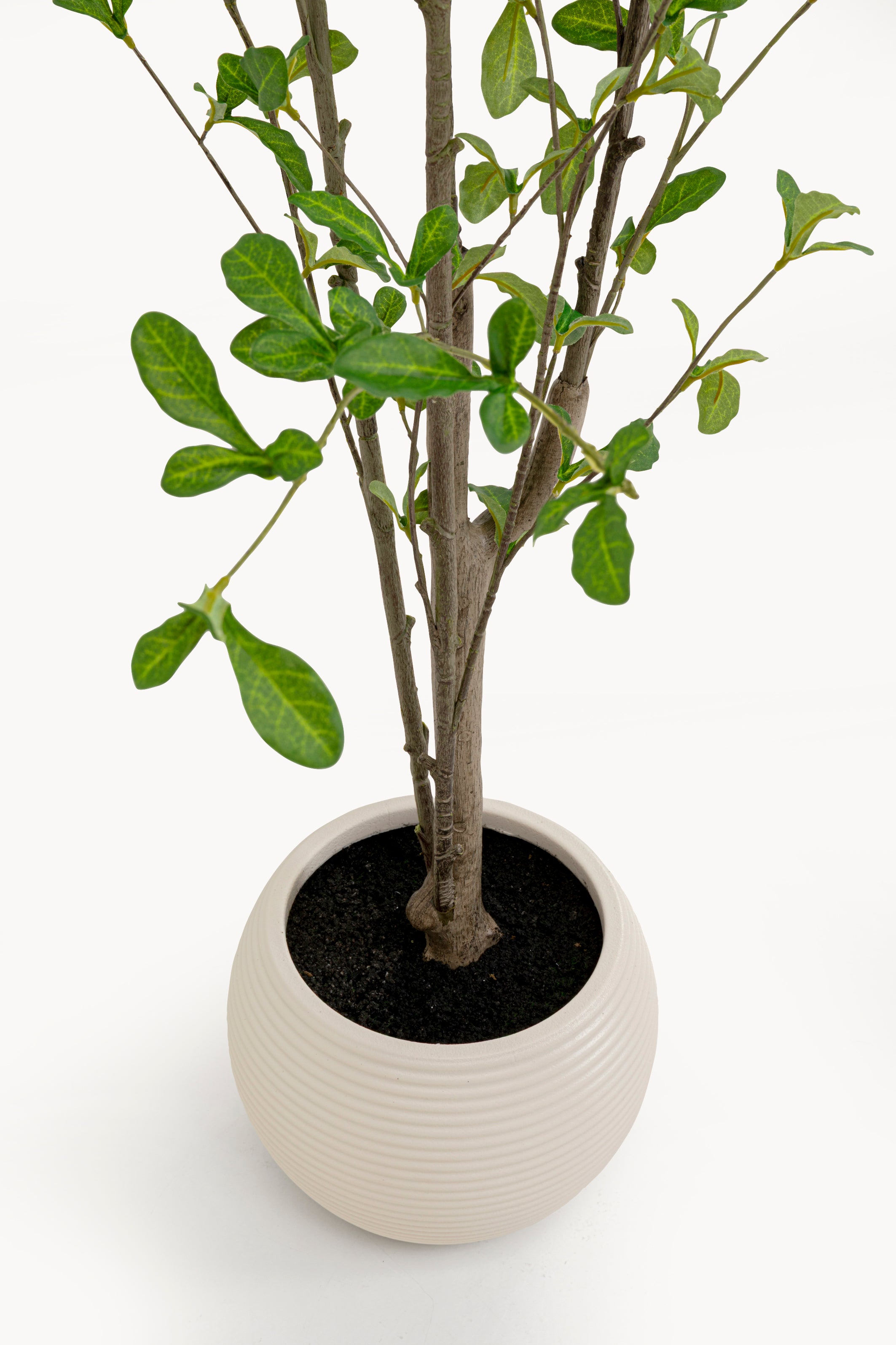 Kare - Deco Plant Plumbago Tree 152cm