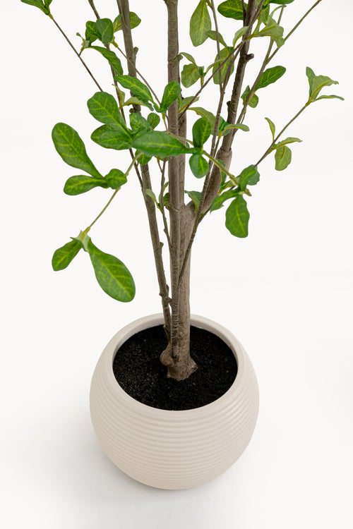 Kare - Deco Plant Plumbago Tree 152cm