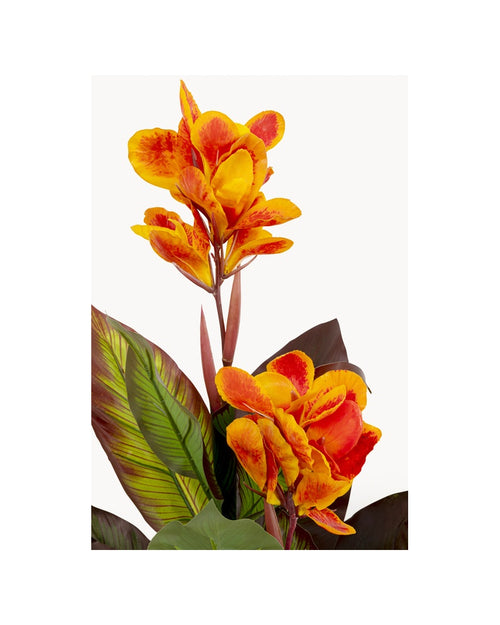 Kare - Deco Plant Canna Lily 115cm