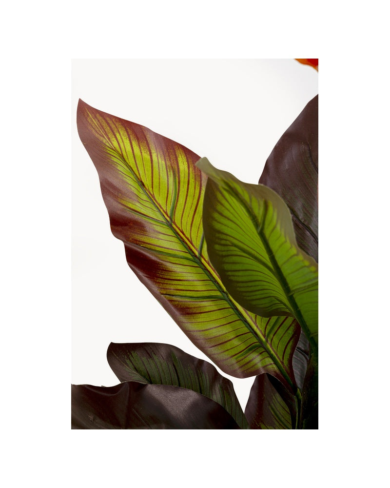 Kare - Deco Plant Canna Lily 115cm