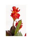 Kare - Deco Plant Canna Lily 165cm