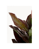 Kare - Deco Plant Canna Lily 165cm