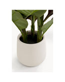 Kare - Deco Plant Canna Lily 165cm