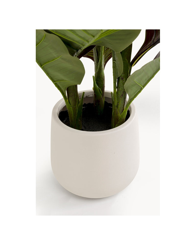 Kare - Deco Plant Canna Lily 165cm
