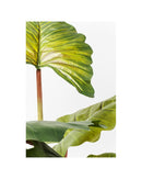 Kare - Deco Plant Rainforest Green 160cm