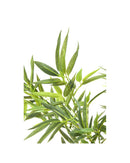 Kare - Deco Plant Bamboo Tree 200cm