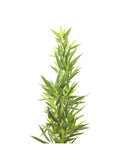 Kare - Deco Plant Bamboo Tree 200cm