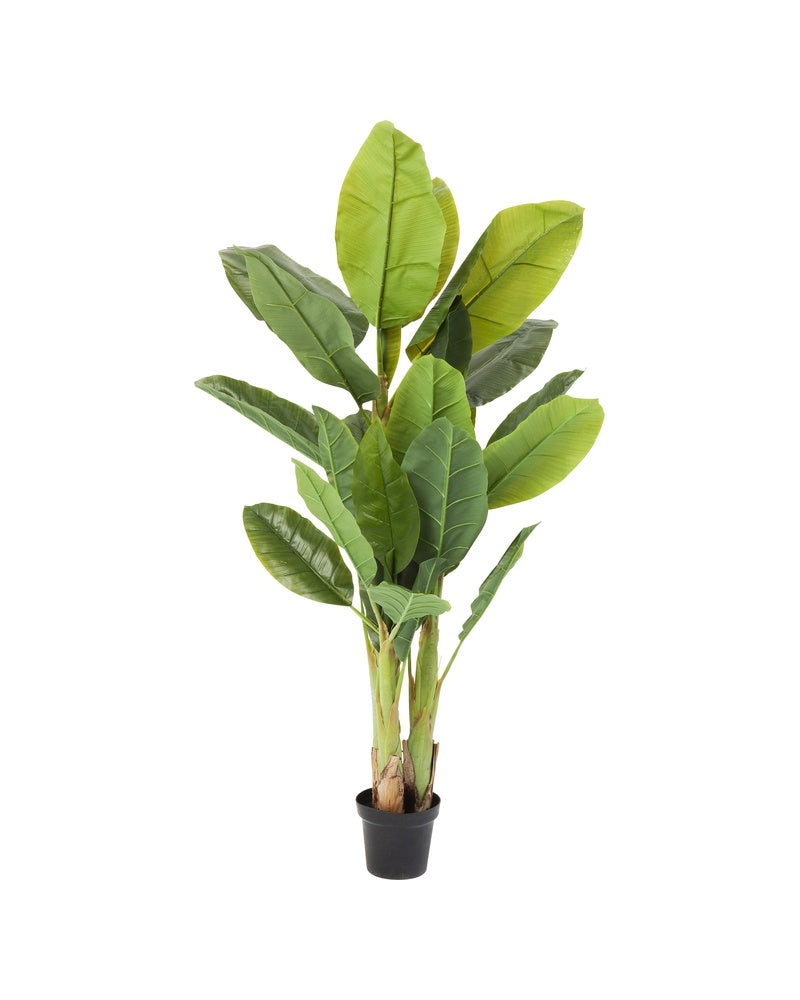 Kare - Deco Plant Banana Tree 180cm